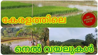 Kerala Paddy fields||കേരളത്തിലെ നെൽ വയലുകൾ||ഗ്രാമീണ കാഴ്ചകൾ||My Splendid Days||2023  Kerala tourism