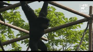 Siamangs Say Good Morning - Cincinnati Zoo