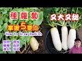 How to grow radish, 5 tips to grow big and beautiful radishes (Click CC to see English Subtitles)