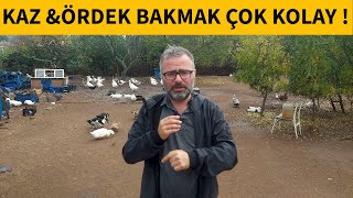 BÖYLE KAZ VE ÖRDEK BESLEYİN PARA KAZANIN ! YETİŞTİRMEK VE PAZARLAMAK