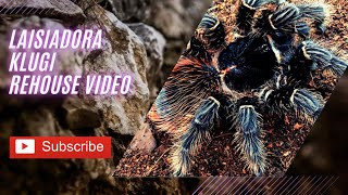 lasiadora klugi - Christmas tarantula rehouse video