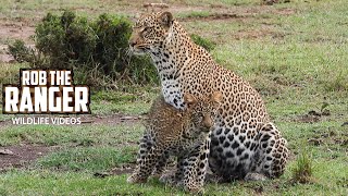 Female Leopard And Her Cub | Maasai Mara Safari | Zebra Plains