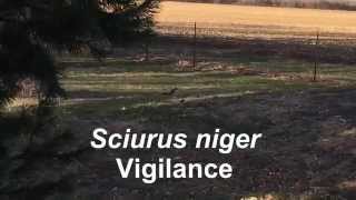Sciurus niger Vigilance Behavior
