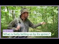 What is holly telling us through its spines? | Navigate using nature