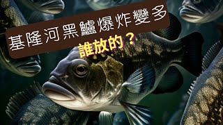 聽說是ＸＸＸ放的魚？隨便都可以看到黑鱸游來游去 ...