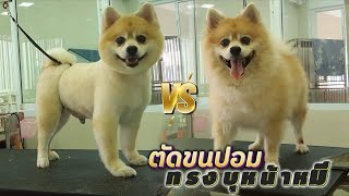 ตัดขนปอมทรงบูหน้าหมี/Pomeranian Grooming(Boo Cut)✂️🐶