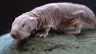 Meet the naked mole rat