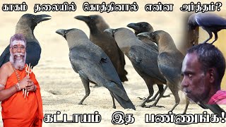 காகம் தலையில் கொத்தினால் என்ன செய்ய வேண்டும்? எளிய பரிகாரம் Why crow knock us on the head?ருத்ரன்ஜி