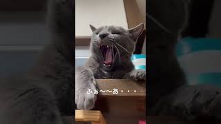 【ロシアンブルー】めろん、カウンターにて・・・【猫】#shorts