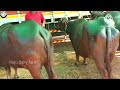 sardar nagar buffalo market ll సర్దార్ నగర్ గేదెల మార్కెట్ ll rajudairyfarm