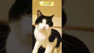 猫のおどけるお顔がとっても可愛い#shorts 【The last is a cat with a cute gesture】ペコちゃん