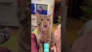 Extremely funny videos of cats - FUN part 12 #shorts #funny #cat