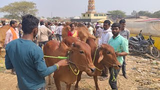 आजचा लोहा बाजारातील सर्वात भारी आणि टॉप क्वालिटीच्या जोड्यांचा लाईव्ह व्हिडीओ 😱 लोहा बैल बाजार