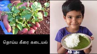 கிராமத்து தொய்ய கீரை கடையல் | village style thoyya keerai kadayal recipe | simple and healthy recipe