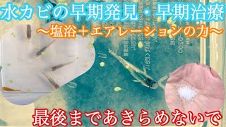 【閲覧注意】私流の“水カビ病”早期発見時における早期治療について。