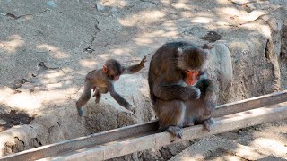 【高尾山さる園】何度も怒られながらも元気に遊ぶケチャップくん