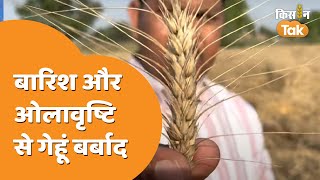 Wheat Crop: किसानों पर कुदरत का कहर, बारिश और ओलावृष्टि से गेहूं की फसल बर्बाद   | Kisan Tak