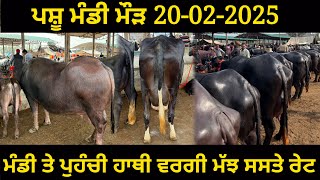 ਪਸ਼ੂ ਮੰਡੀ ਮੌੜ (ਬਠਿੰਡਾ) 20/02/2025 Pashu Mandi Maur Bathinda