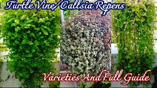 Turtle Vine Plants Care And Tips || Callisia Repens \u0026 Unique Varieties #creepinginchplantswintercare