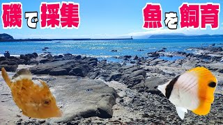 磯で採集した魚を水槽で飼育する！注意点や方法を紹介