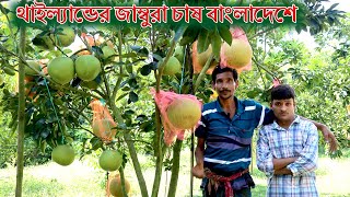 থাইল্যান্ডের জাম্বুরা চাষের বাম্পার ফলন বাংলাদেশে।Grapefruit cultivation