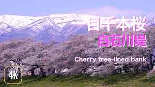 一目千本桜 / Cherry tree-lined bank in Yamagata