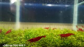 Аквариумные креветки Neocaridina, сакура Red Чистая линия