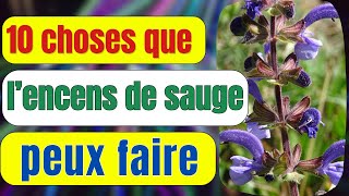 💥💥 Encens de sauge : les bienfaits de la sauge ( purification et contre sorts )- Rav Kamael Shem