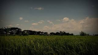 ASMR Night in the Countryside: Gentle Animal Noises for Relaxation and Sleep