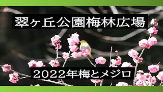 【福島県須賀川市】～Green Hill Park～ ❁ 翠ヶ丘公梅林広場❁梅とメジロ【2022年】