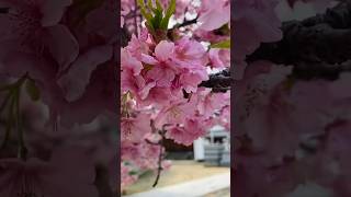 めちゃ美しい桜🌸 #trendingshorts #viral #shorts #youtubeshorts #shortsfeed #trending #reels