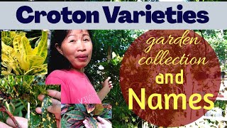 14 Croton Varieties In My Garden With Names I Trending And Expensive Houseplants I Gardening