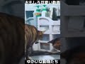 おもしろ可愛い猫と犬　ゆかいな動物たち　funny u0026 cute cats dogs and animals　 shorts