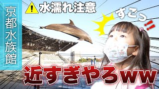 【京都水族館】イルカとの距離が近すぎて大迫力ww