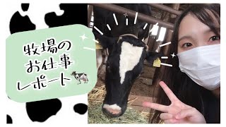 【牧場企画②】きたみう乳搾り体験🐄牧場のお仕事レポート🐄