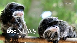 Dallas police arrest man in connection with those kidnapped monkeys | GMA