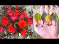 Cách trồng cây mai địa thảo bằng lá | Breeding Impatiens