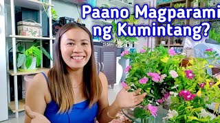 Easy Way to Propagate Kumintang/vinca/periwinkle plant/Tisay Collection