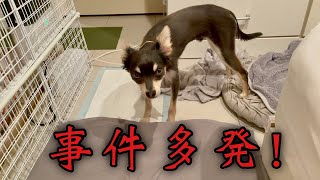 子犬の成長【事件多発！７ヶ月〜８ヶ月】チワワ×ミニピンのミックス犬チワピン