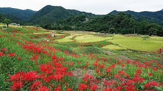 彼岸花巡り（埼玉県秩父地方）2022_ 9_ 22 Cluster Amaryllis In Chichibu Region