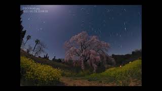 「2021.03.23墓守桜と星空」