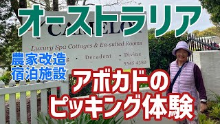 オ－ストラリアの古民家改造宿泊施設、アボカドファームで収穫体験❣️