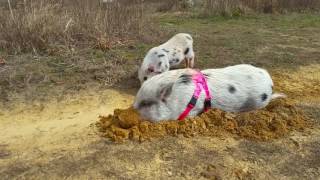 Pumpkin the pig digging in the dirt