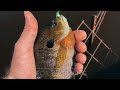 popping panfish and busting bream…