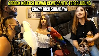 GREBEK KOLEKSI HEWAN MILYARAN CEWE CRAZY RICH SURABAYA TERSELUBUNG DI DALEM RUMAH !!