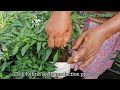 hybrid chili seeds production. how to produce hybrid chili seeds.