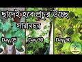 ছাদ বাগানে সারাবছর উচ্ছে বা করলা চাষ / Grow bitter gourd at home