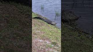 Gator attack