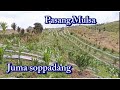 Pasang Mulsa Juma Soppadang, Lahan tanam Cabai.#mulsa