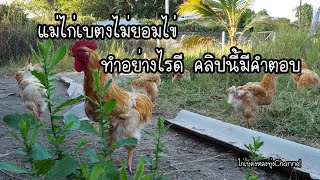 วิธีแก้เมื่อไก่ไม่ยอมไข่ สาเหตุ วิธีการแก้ไข #ไก่เบตงหลงทุ่งChannel